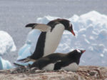 Gentoo Penguins in Antarctica