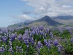 Lupines on the south coast, Iceland