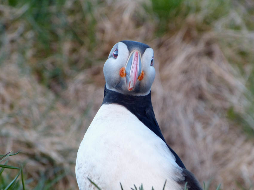 Puffins in Iceland  Borgarfjörður eystri