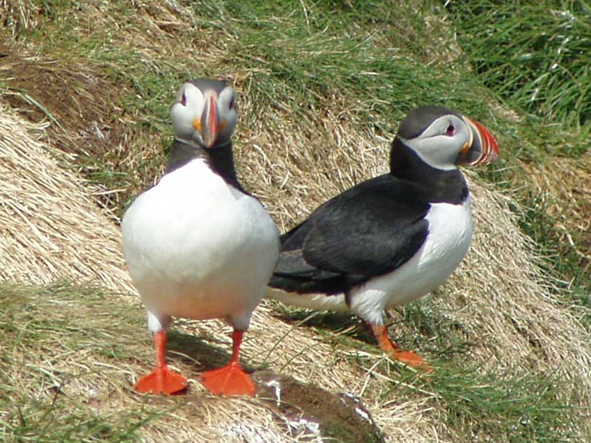 Puffins in Iceland  Borgarfjörður eystri