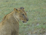 Tanzania - Lion