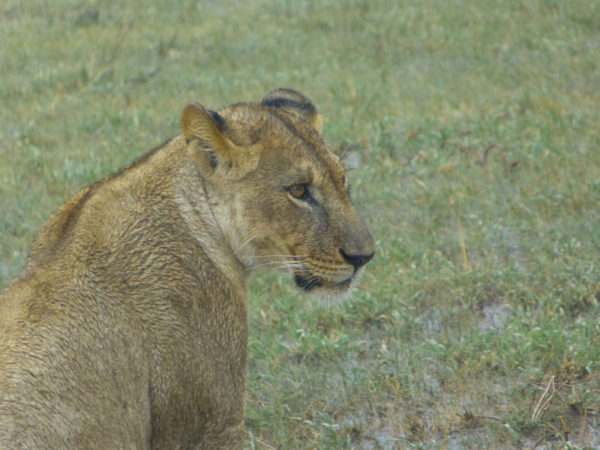 Tanzania - Lion