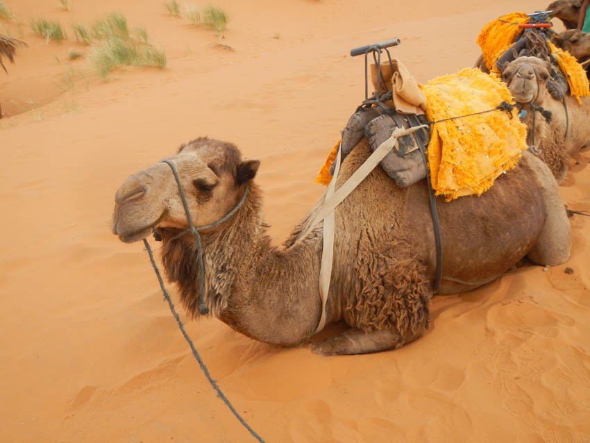 Camel, Erg Chebbi, Merzouga, Morocco