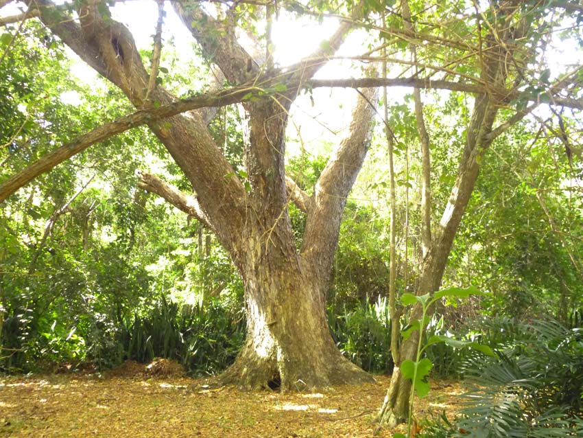 A medicinal tree, Tibes, Puerto Rico