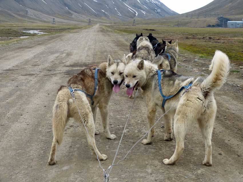Two good friends - sled-dogs, Green Dog, Longyearbyen, Svalbard, Norway