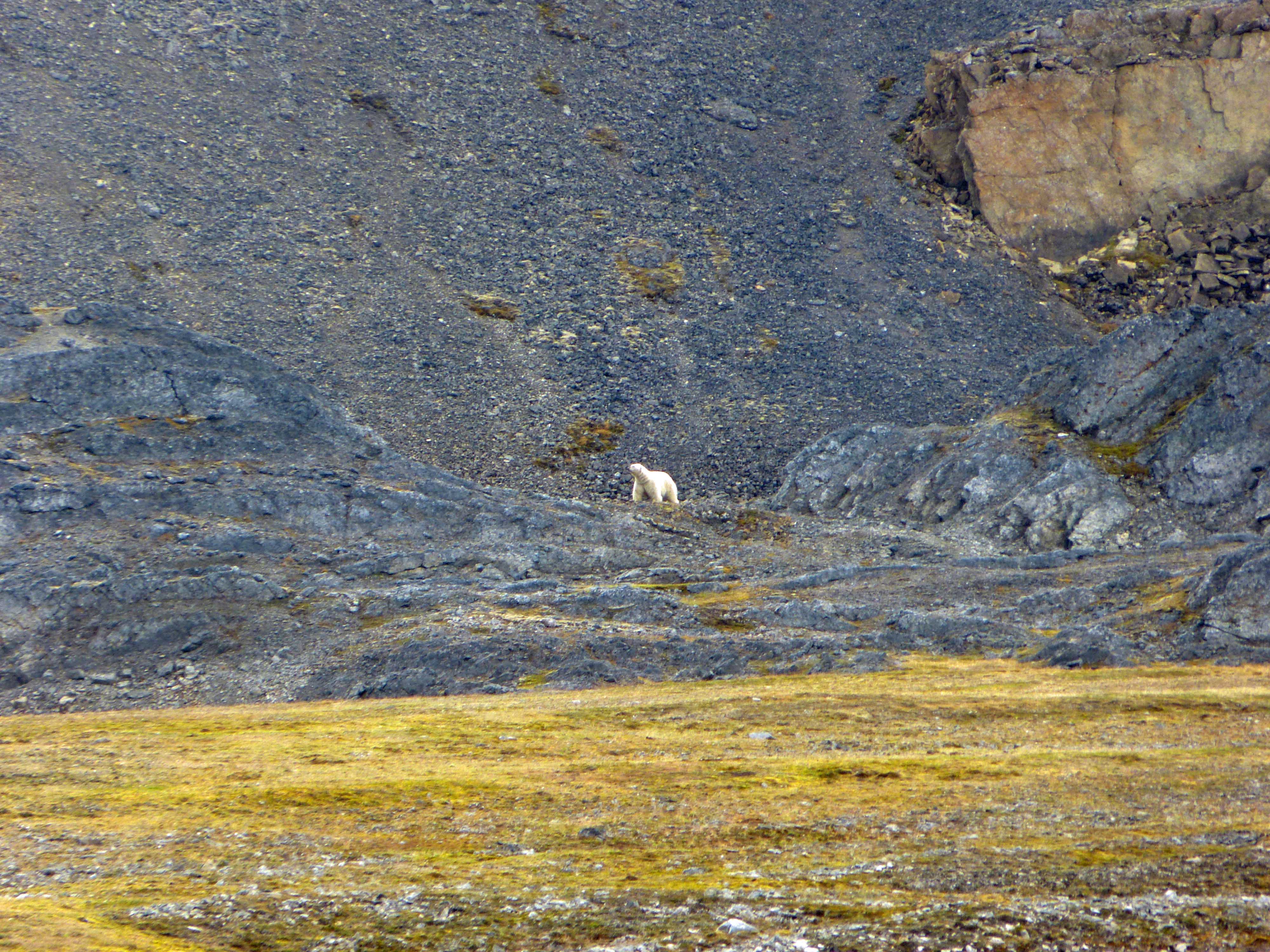 Polar Bear. Svalbard, Norway