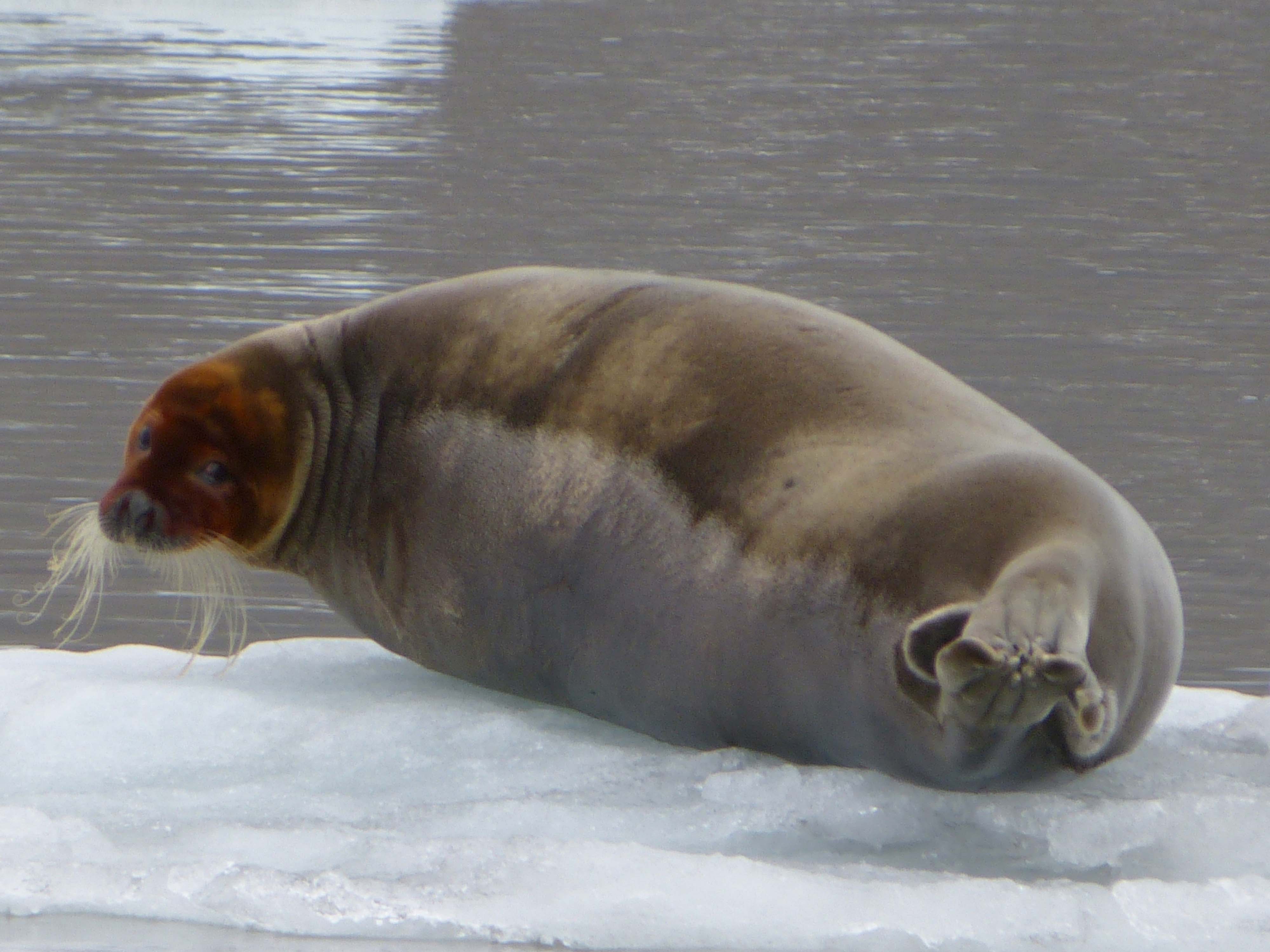 Bearded Seal. Svalbard, Norway