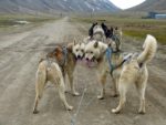 Green Dog, mother-and-son, Longyearbyen / Svalbard, Norway