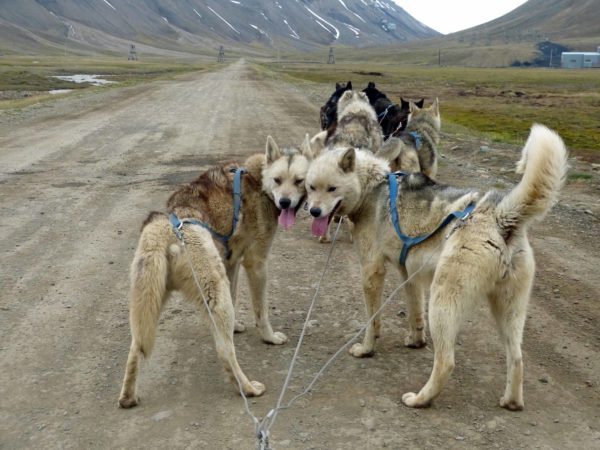 Green Dog, mother-and-son, Longyearbyen / Svalbard, Norway