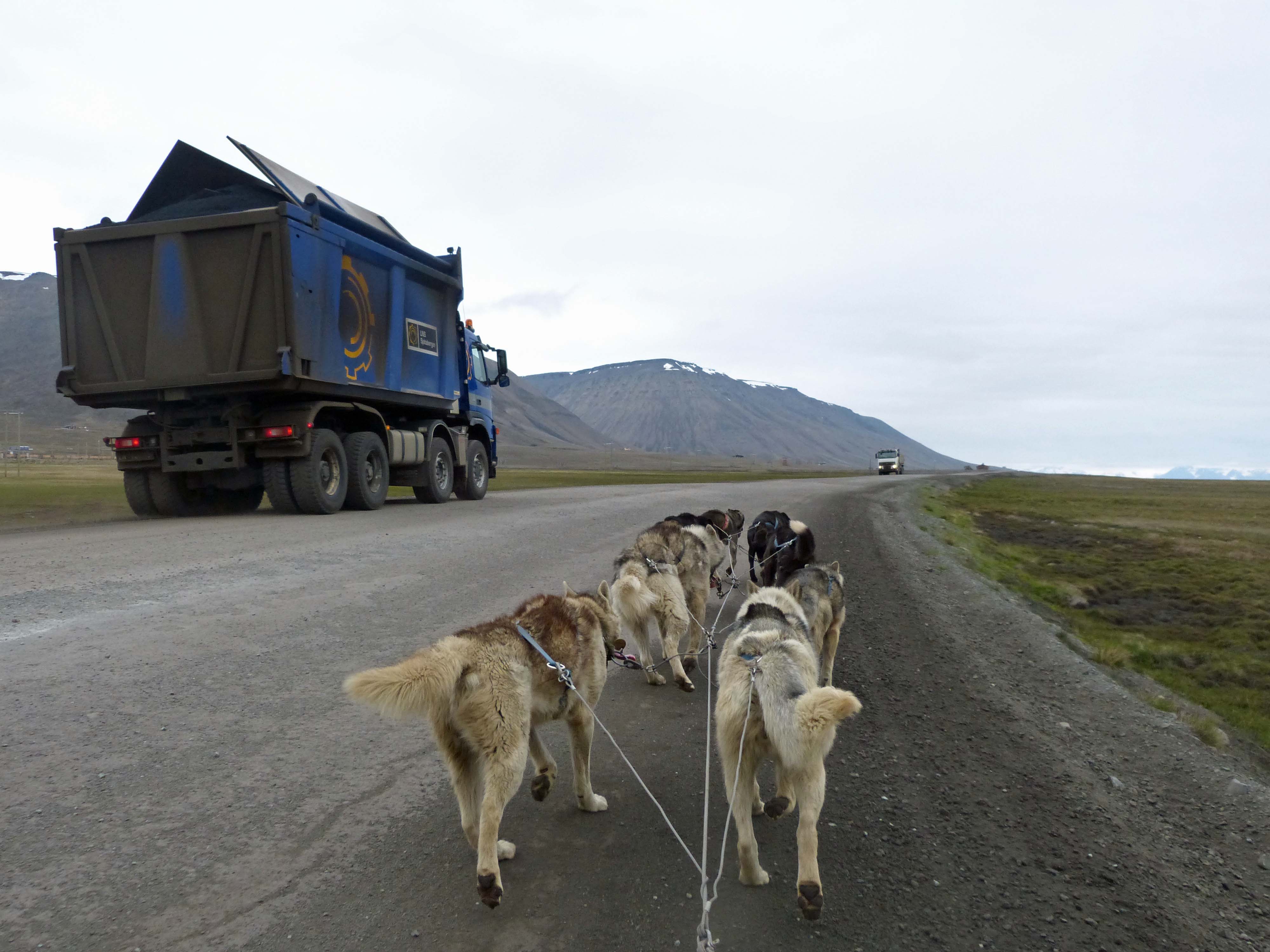 Sharing the road, Green Dog, Longyearbyen, Svalbard, Norway