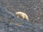 Polar bear on the move, Svalbard, Norway