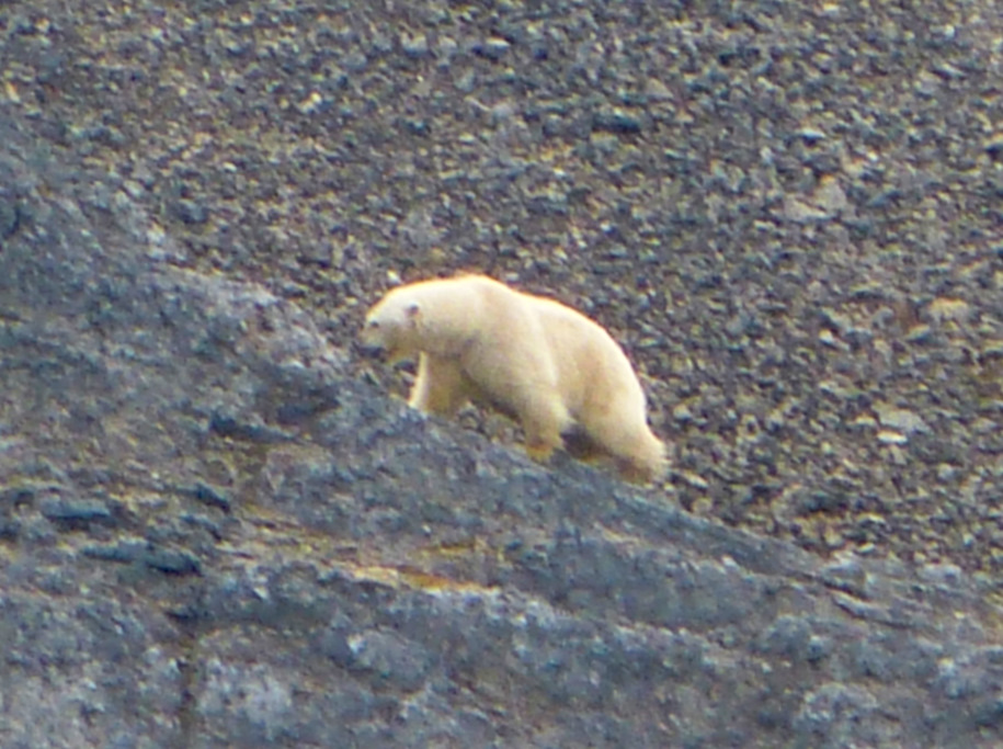 Polar Bear. Svalbard, Norway