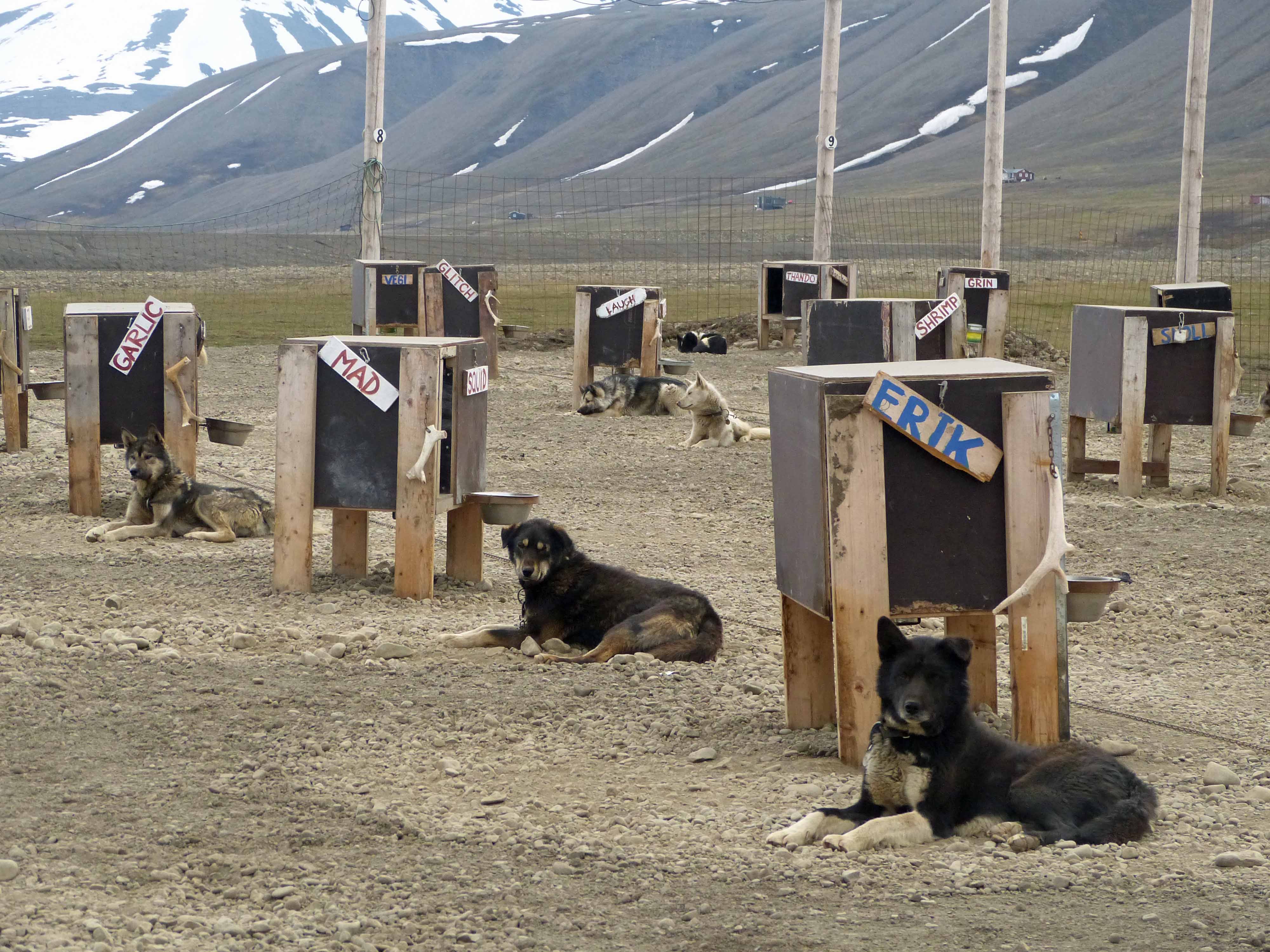 Waiting for the afternoon run, Green Dog, Longyearbyen, Svalbard, Norway