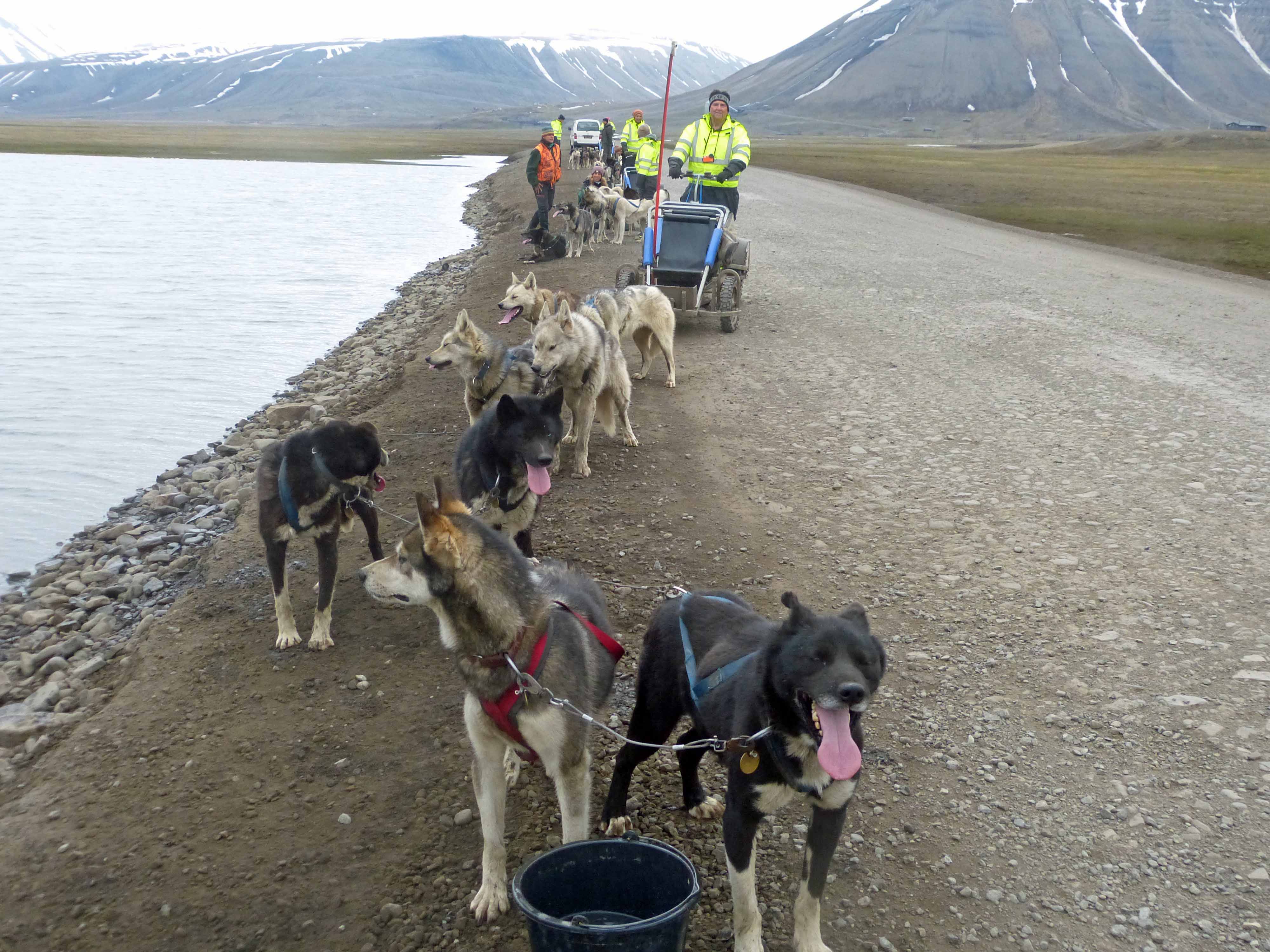 Water break with Green Dog, Longyearbyen, Svalbard, Norway
