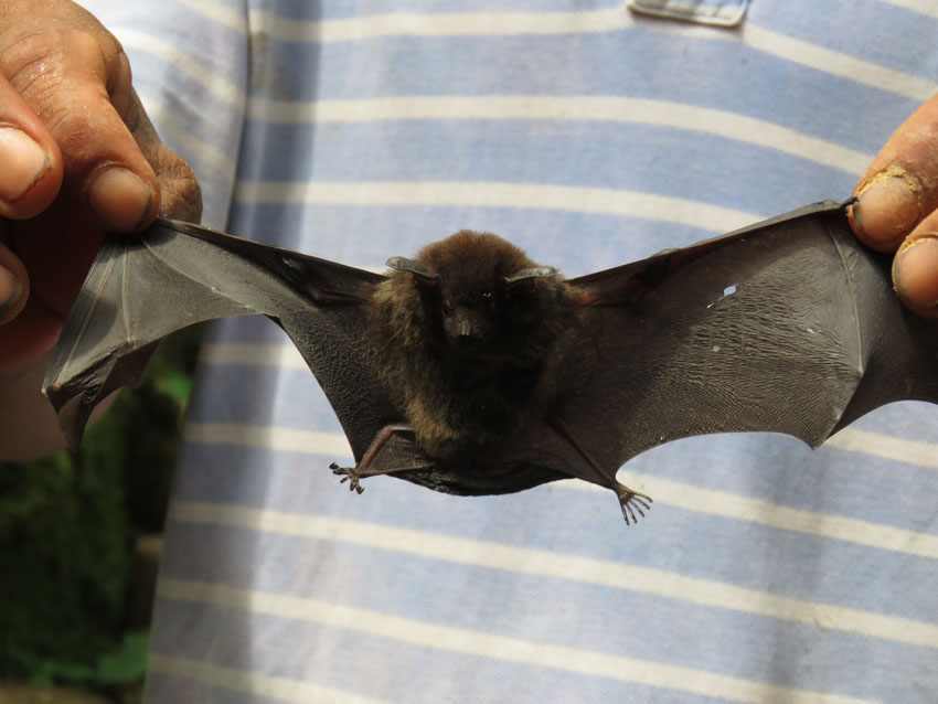 Bat, Amazon, Peru