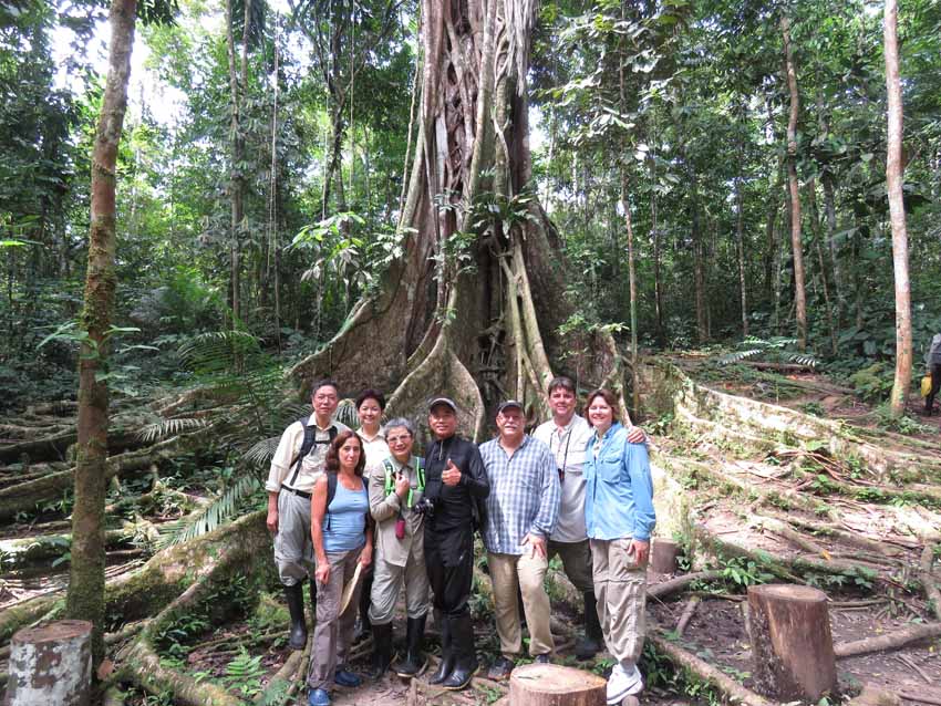 Ceiba tree, Amazon, Peru