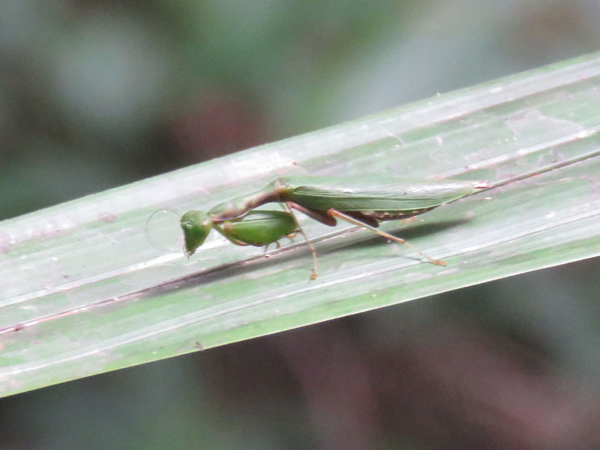 Green bug, Amazon, Peru