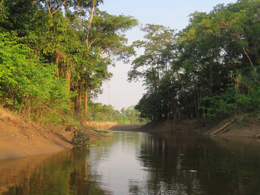 Typical Stream, Amazon, Peru
