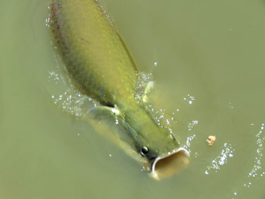 Fish in lake, Nauta, Peru