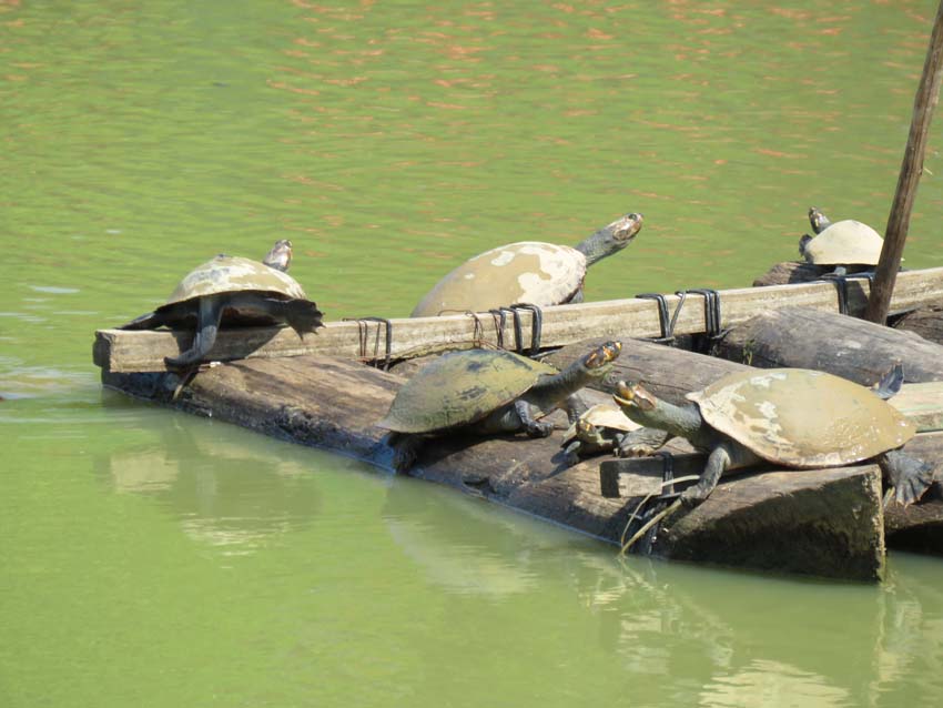 Turtles in the lake, Nauta, Peru