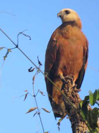 Hawk, Amazon, Peru