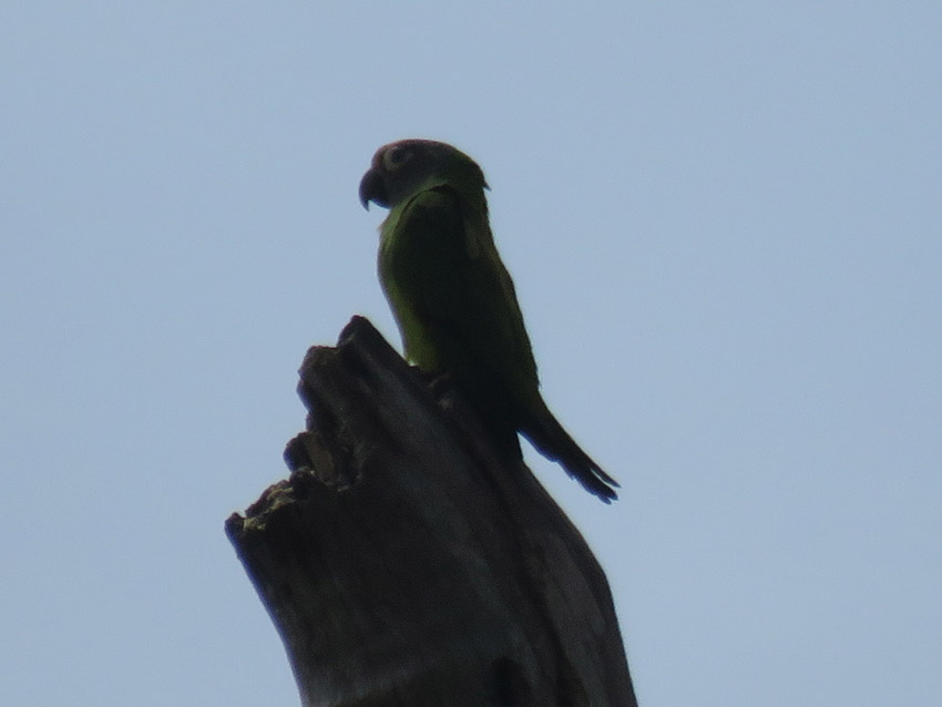Parrot, Amazon, Peru