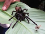 Tarantula in the Amazon Jungle