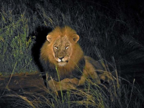 Lion at Oliver's Camp, Tarangire National Park, Tanzania