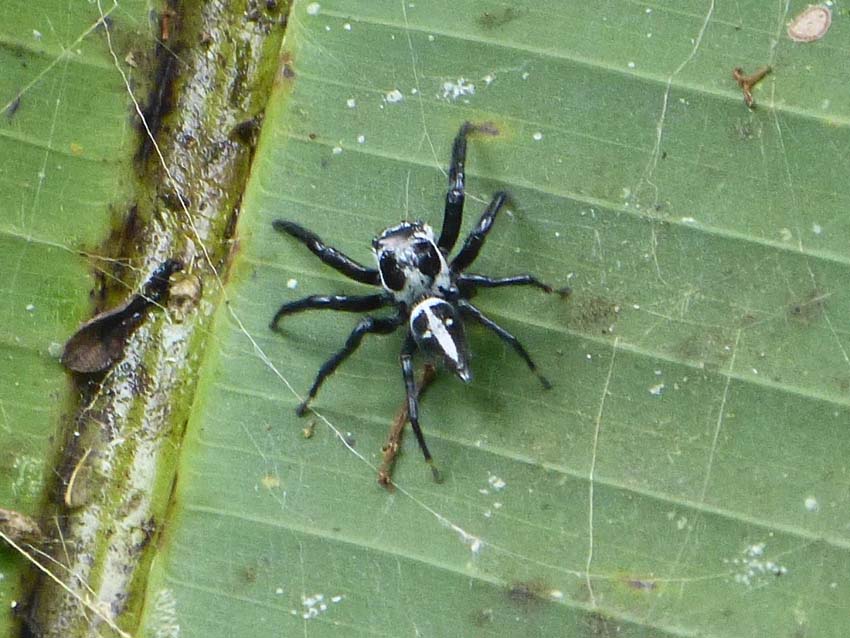 Spider at Tortuga Lodge, Tortuguero, Costa Rica