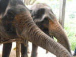 Thailand - Chiang Mai Elephants