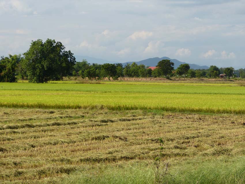 A glimpse of rice paddies on the road from Suhkothai to Lampang (Day 6 ...