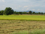 Thailand - Rice Paddies along the Suhkothai to Lampang Road