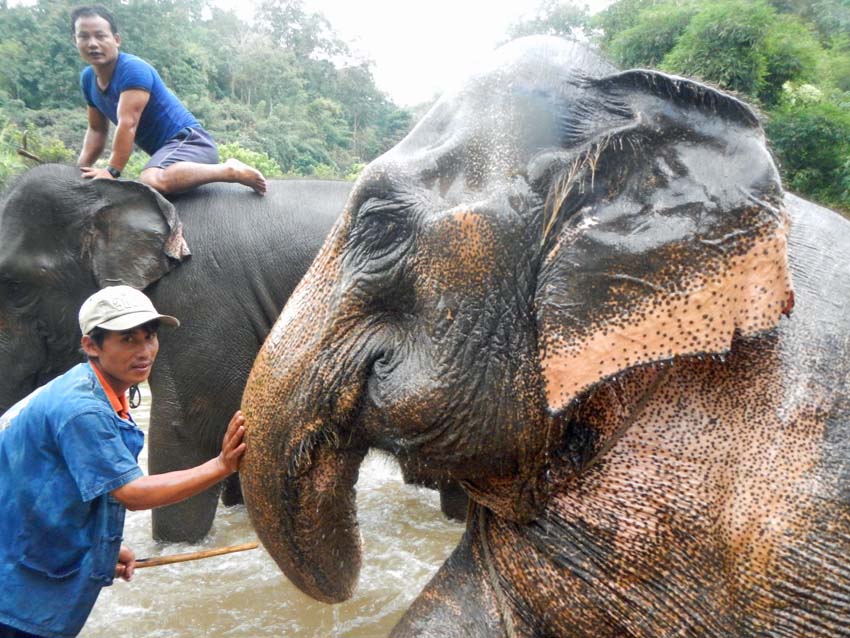 The best adventure in Chiang Mai - Be an Elephant Mahoot for a day (Day ...