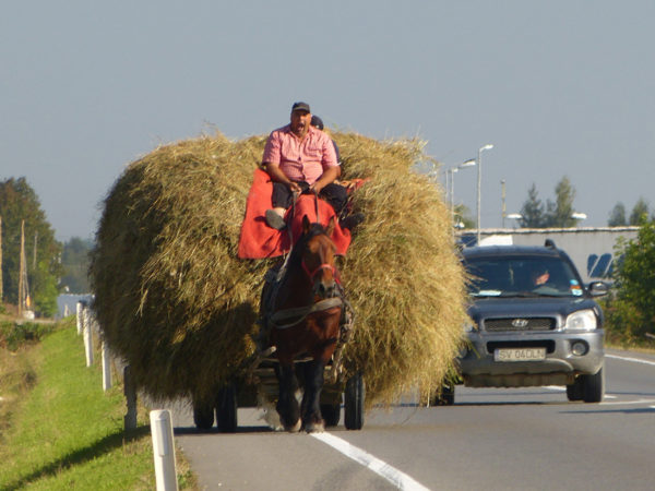 Bucovina Romania - Man moving hay