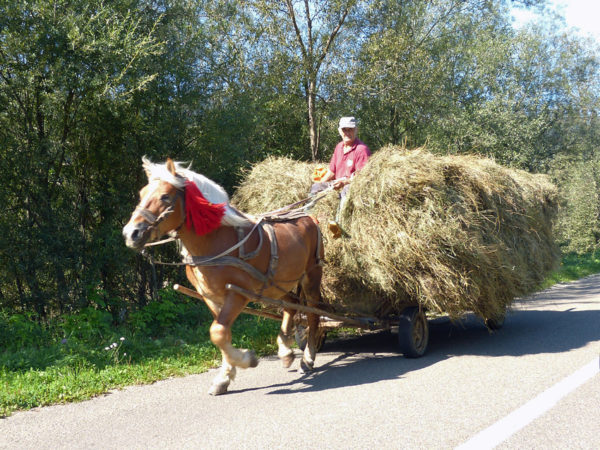 Bucovina, Romania - Haystack on the move
