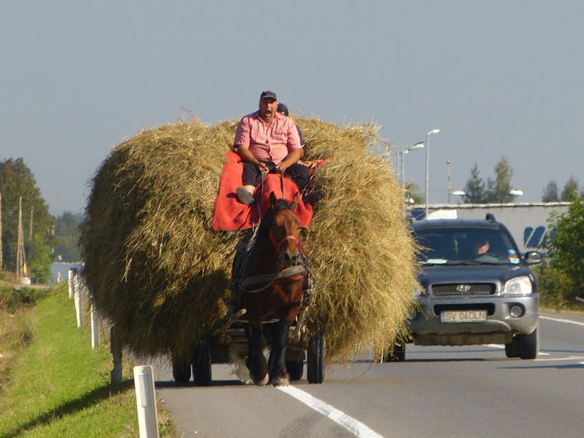 Bucovina, Romania - Man moving hay