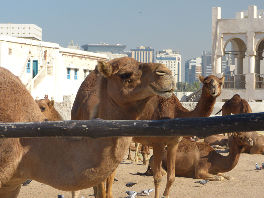 Camels in Doha Qatar