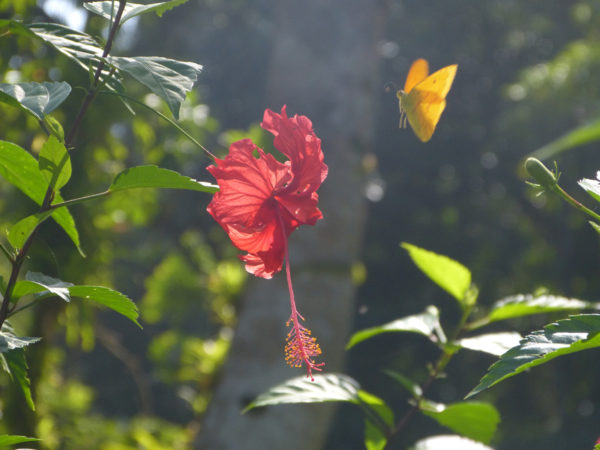 Costa Rica flower