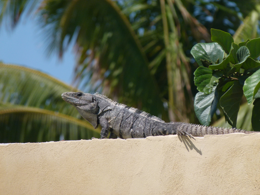 Deco Beach Club iguana