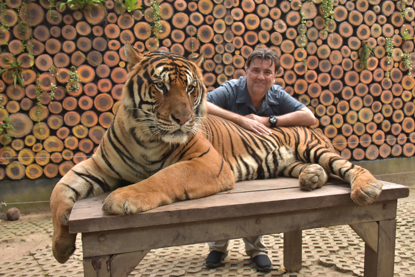 An unexpected visit to the Tiger Kingdom (Day 12) - PowersToTravel