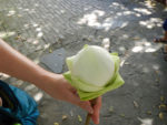 My Lotus Flower at Wat Penh