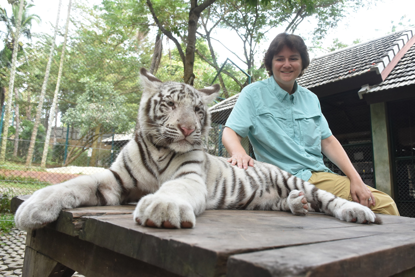 Wendy and the White Tiger at Tiger Kingdom