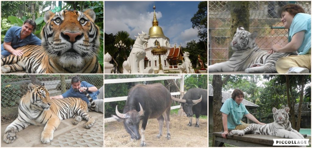Thailand Collage 2017-11-28 Tiger Kingdom