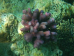 Heron Island coral Great Barrier Reef