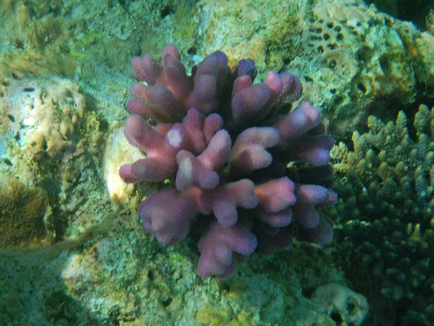 Heron Island - coral
