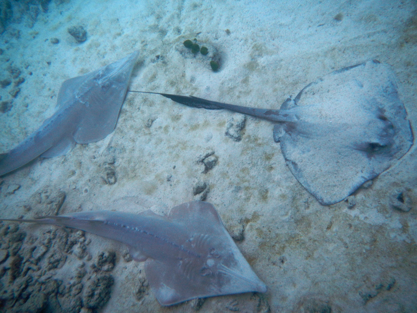 Heron Island - Shovel Nose and Cowtail Rays