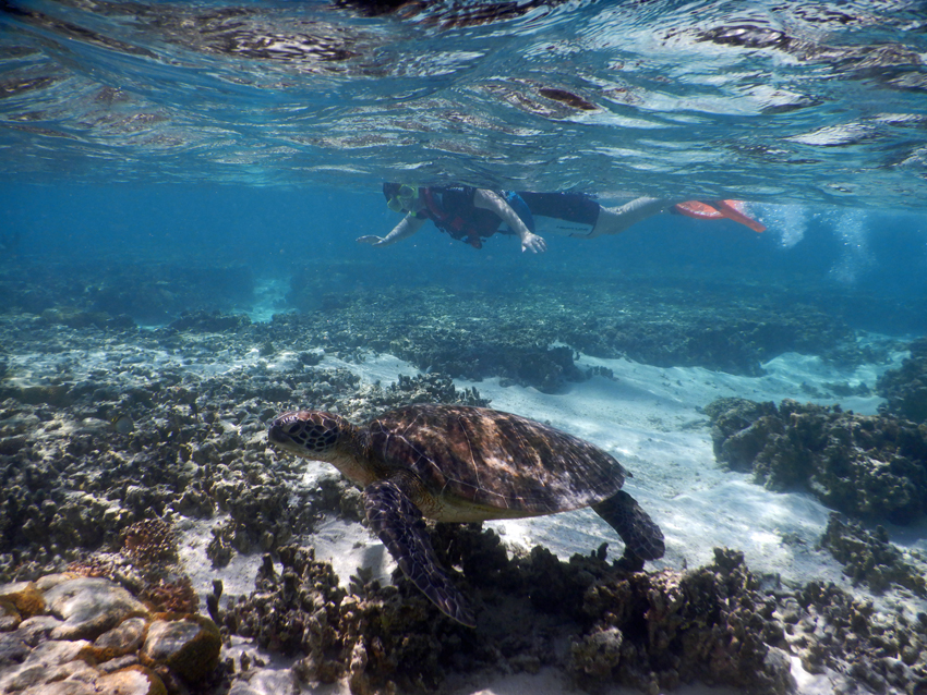 Lady Elliot Island - Swimming with Turtle