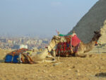 Camels at Giza Pyramids