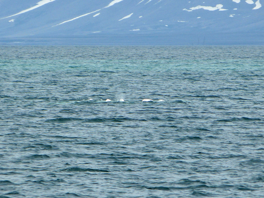 Beluga Whales in Svalbard