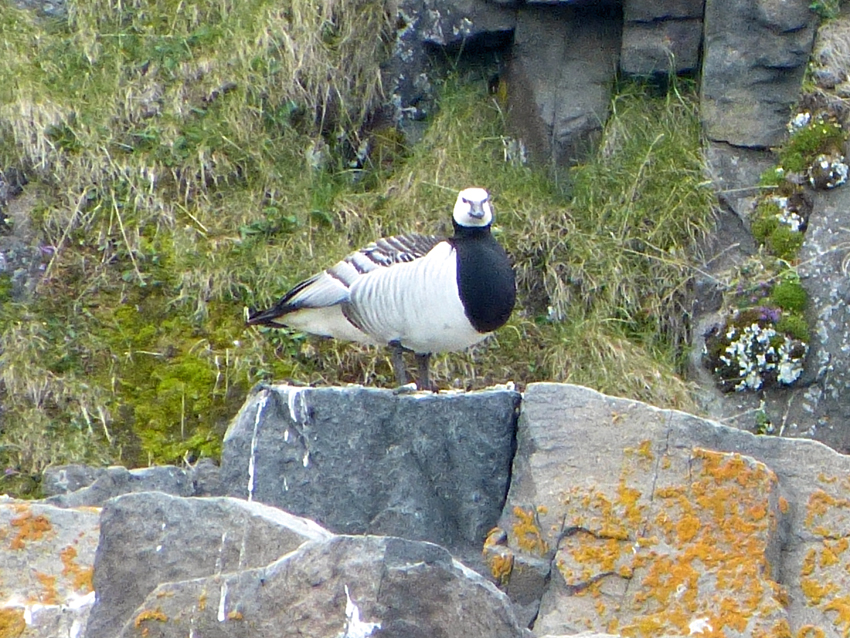Barnacle Goose in Svalbard